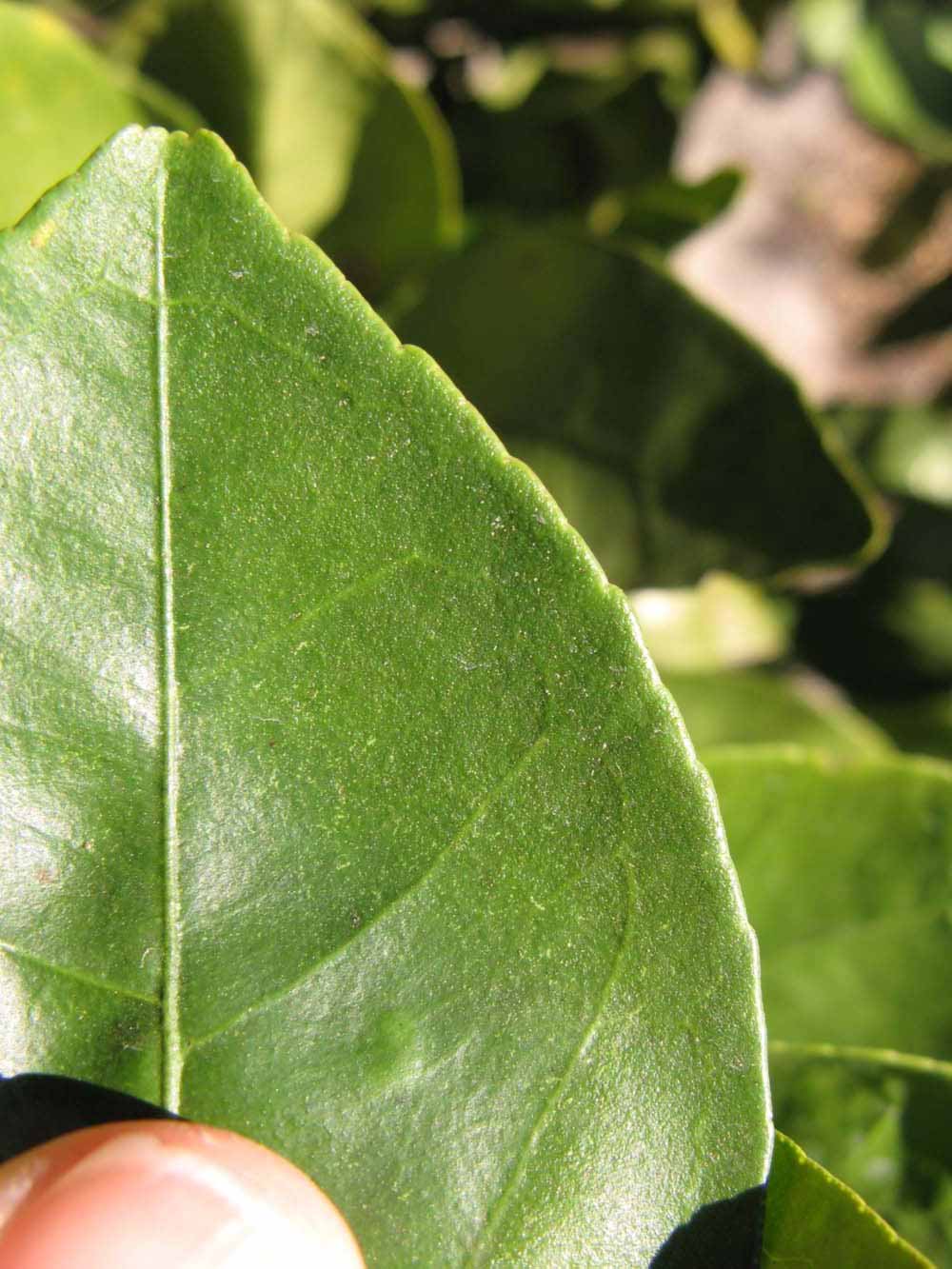              Margin (Winter Haven, FL)       